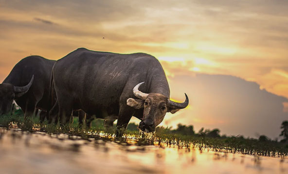 關於寮國立達徵信社